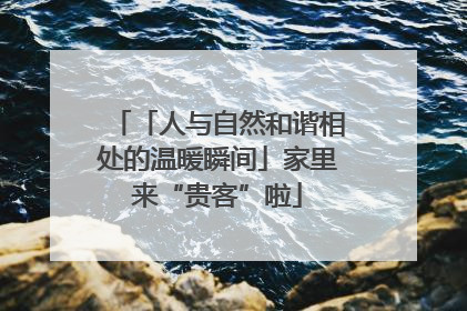 「人与自然和谐相处的温暖瞬间」家里来“贵客”啦