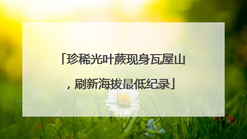 珍稀光叶蕨现身瓦屋山，刷新海拔最低纪录