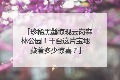 珍稀黑鹳惊现云岗森林公园！丰台这片宝地藏着多少惊喜？