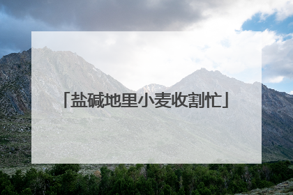 盐碱地里小麦收割忙