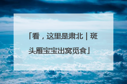 看，这里是肃北｜斑头雁宝宝出窝觅食