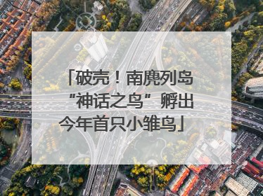 破壳！南麂列岛“神话之鸟”孵出今年首只小雏鸟