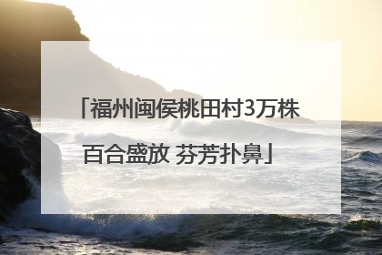 福州闽侯桃田村3万株百合盛放 芬芳扑鼻