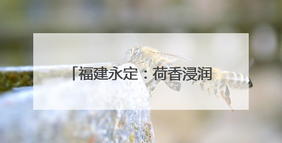 福建永定：荷香浸润红土地 文化会客厅焕发乡村振兴新活力