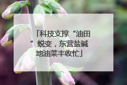科技支撑“油田”蜕变，东营盐碱地油菜丰收忙
