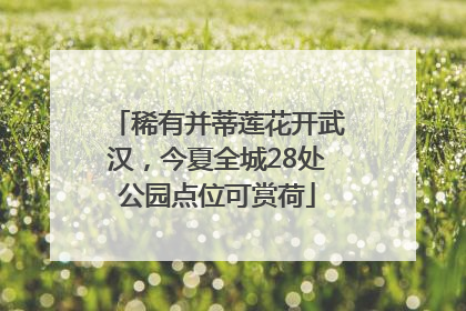 稀有并蒂莲花开武汉，今夏全城28处公园点位可赏荷