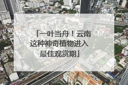 一叶当舟！云南这种神奇植物进入最佳观赏期