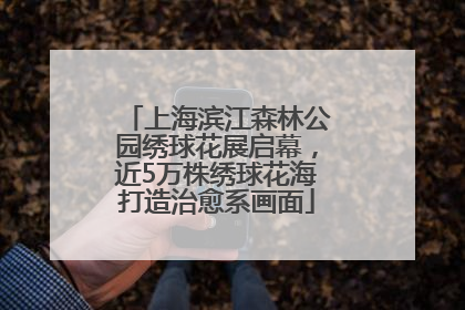 上海滨江森林公园绣球花展启幕，近5万株绣球花海打造治愈系画面