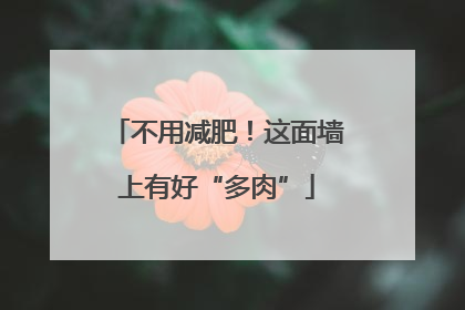 不用减肥！这面墙上有好“多肉”