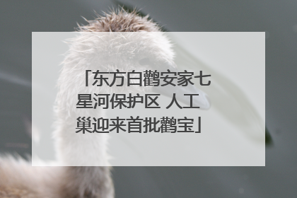 东方白鹳安家七星河保护区 人工巢迎来首批鹳宝