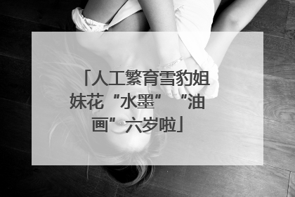 人工繁育雪豹姐妹花“水墨”“油画”六岁啦
