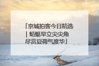 京城拍客今日精选｜蜻蜓早立尖尖角 尽赏夏荷气度华