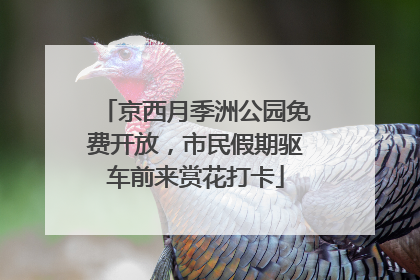 京西月季洲公园免费开放，市民假期驱车前来赏花打卡