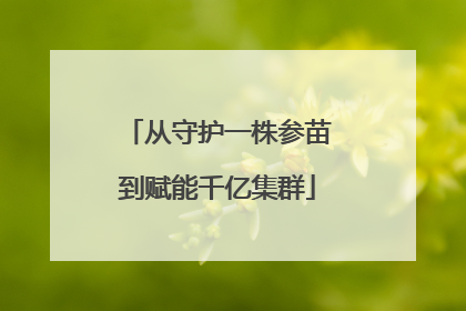 从守护一株参苗到赋能千亿集群
