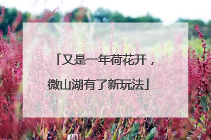 又是一年荷花开，微山湖有了新玩法
