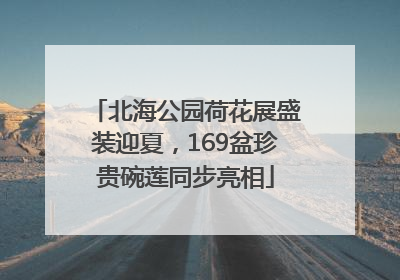 北海公园荷花展盛装迎夏，169盆珍贵碗莲同步亮相