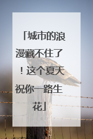 城市的浪漫藏不住了！这个夏天祝你一路生花