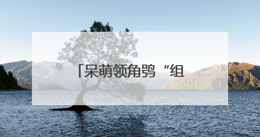 呆萌领角鸮“组团”迷路 多方携手放归自然