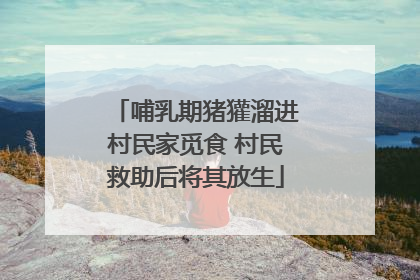 哺乳期猪獾溜进村民家觅食 村民救助后将其放生