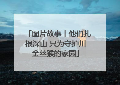 图片故事丨他们扎根深山 只为守护川金丝猴的家园