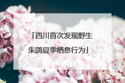 四川首次发现野生朱鹮夏季栖息行为