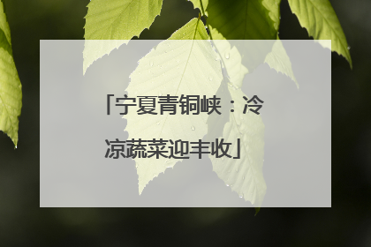 宁夏青铜峡：冷凉蔬菜迎丰收