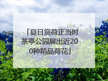 夏日赏荷正当时 茶亭公园展出近200种精品荷花