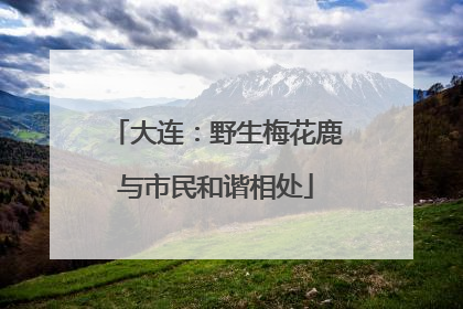 大连：野生梅花鹿与市民和谐相处