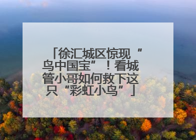 徐汇城区惊现“鸟中国宝”！看城管小哥如何救下这只“彩虹小鸟”