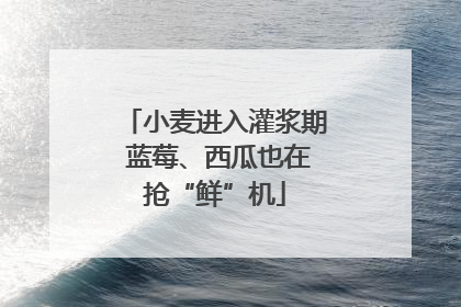 小麦进入灌浆期 蓝莓、西瓜也在抢“鲜”机