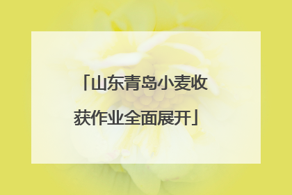 山东青岛小麦收获作业全面展开
