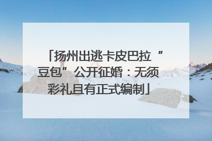 扬州出逃卡皮巴拉“豆包”公开征婚：无须彩礼且有正式编制