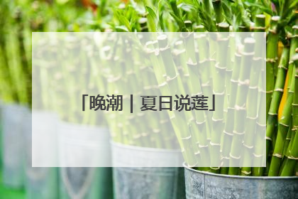 晚潮｜夏日说莲