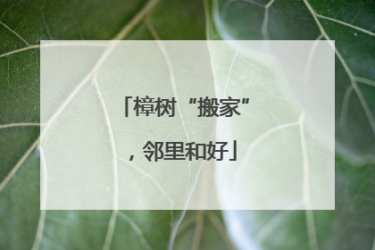 樟树“搬家”，邻里和好
