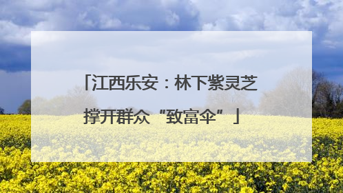 江西乐安：林下紫灵芝撑开群众“致富伞”