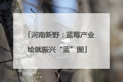 河南新野：蓝莓产业绘就振兴“蓝”图