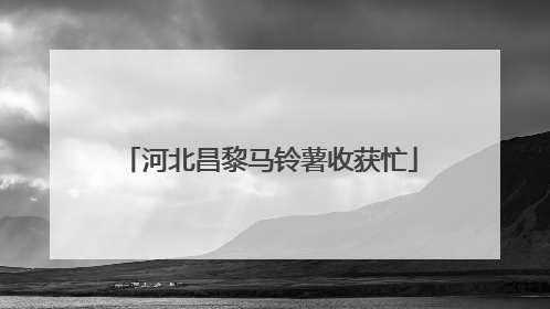 河北昌黎马铃薯收获忙