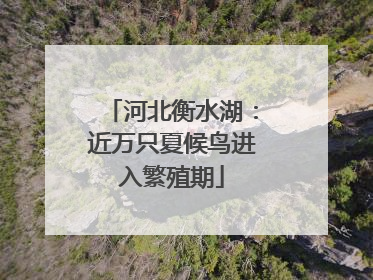 河北衡水湖：近万只夏候鸟进入繁殖期