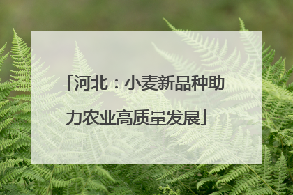 河北：小麦新品种助力农业高质量发展