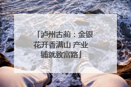 泸州古蔺：金银花开香满山 产业铺就致富路