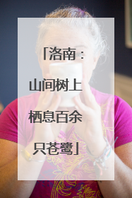 洛南：山间树上栖息百余只苍鹭