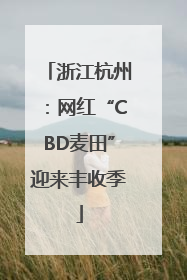 浙江杭州：网红“CBD麦田”迎来丰收季