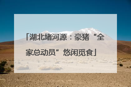 湖北堵河源：豪猪“全家总动员”悠闲觅食