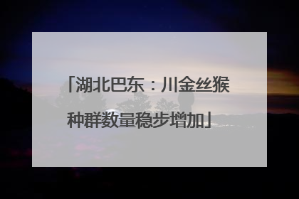 湖北巴东：川金丝猴种群数量稳步增加