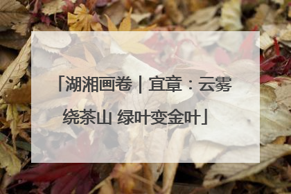 湖湘画卷｜宜章：云雾绕茶山 绿叶变金叶