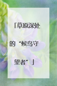 草原深处的“候鸟守望者”