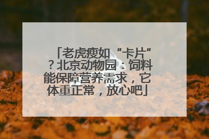 老虎瘦如“卡片”？北京动物园：饲料能保障营养需求，它体重正常，放心吧