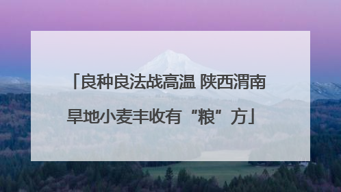 良种良法战高温 陕西渭南旱地小麦丰收有“粮”方