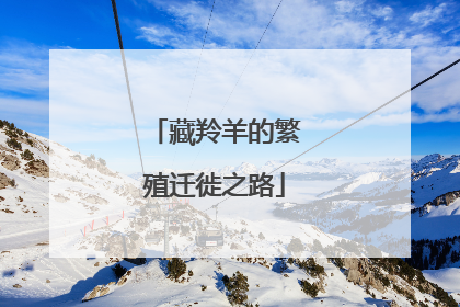 藏羚羊的繁殖迁徙之路
