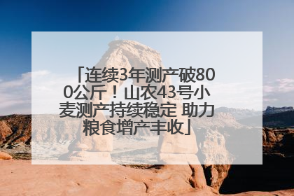 连续3年测产破800公斤！山农43号小麦测产持续稳定 助力粮食增产丰收
